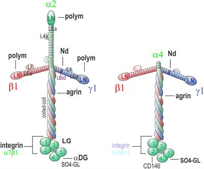 Linker Protein Repair of LAMA2 Dystrophic Neuromuscular Basement Membranes